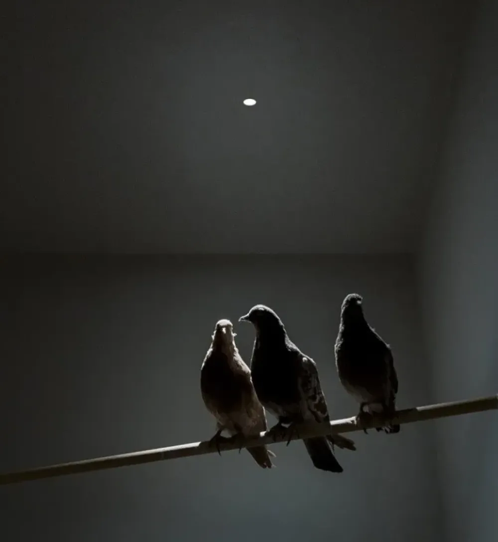 Da soffitto plafoniera Nulla a prezzo scontato^Davide Groppi Clearance