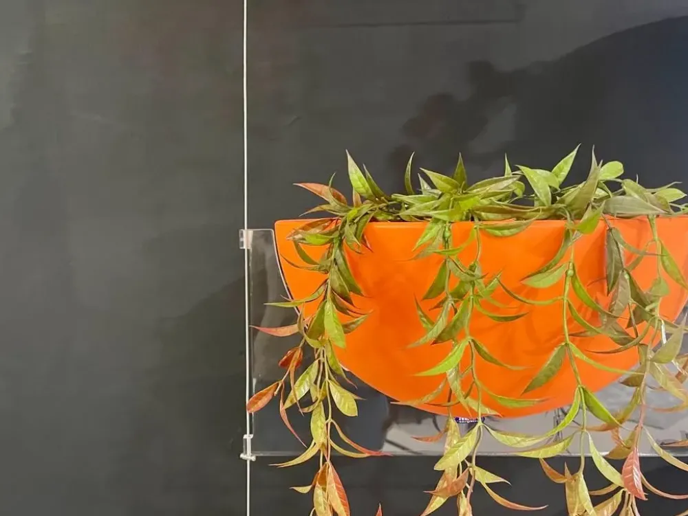 Libreria Fioriera sospesa stile design di scontata del 50% Librerie